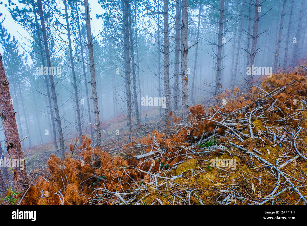 Kiefernwald. Bargota Dorf. Navarra, Spanien, Europa. Stockfoto