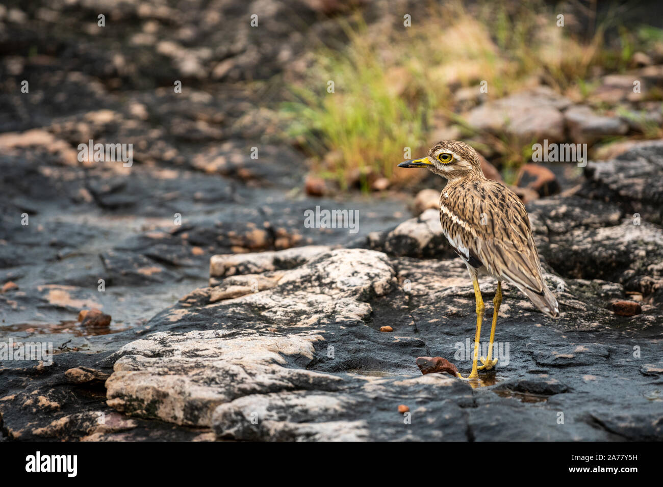 Indische Stein curlew oder Indische dicke Knie Vogel auf nassen Felsen während des Monsuns Safari im Ranthambore Nationalpark, Rajasthan, Indien Stockfoto