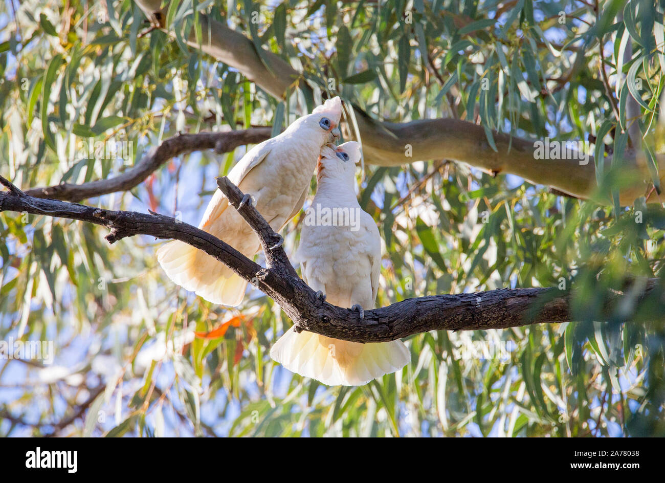 Paar Little Corellas (cacatua Sanguinea) putzen, während in einem River Red Gum Tree in outback NSW, Australien gehockt Stockfoto