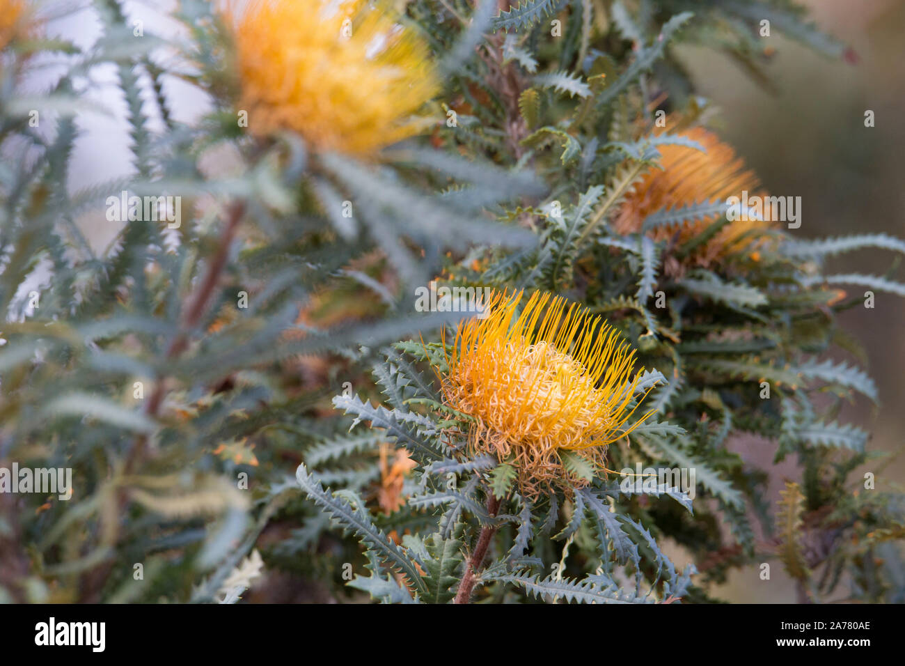 Gelbe Blumen eines Banksia Formosa, (früher Marbles formosa), Western Australia Stockfoto