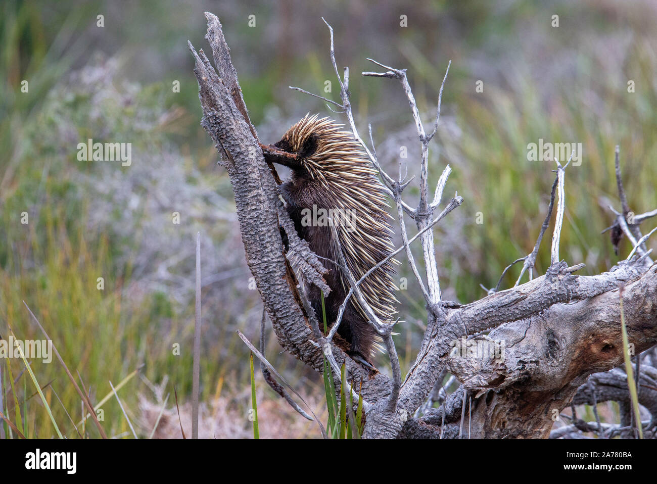 Short-Beaked Echidna (Tachyglossus aculeatus) Klettern auf einem Baumstumpf auf der Suche nach Termiten, Western Australia Stockfoto