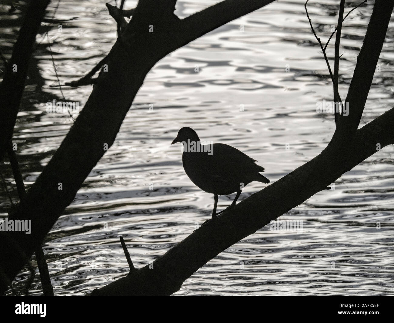 Moorhuhn Winter Gallinula chloropus Teil der Herde zu Roost Stockfoto