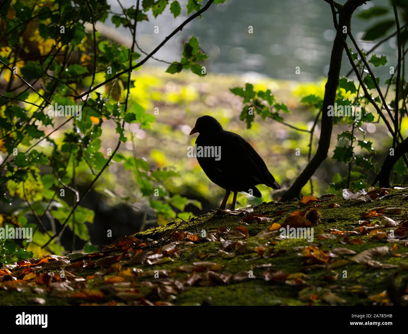 Moorhuhn Winter Gallinula chloropus Teil der Herde zu Roost Stockfoto