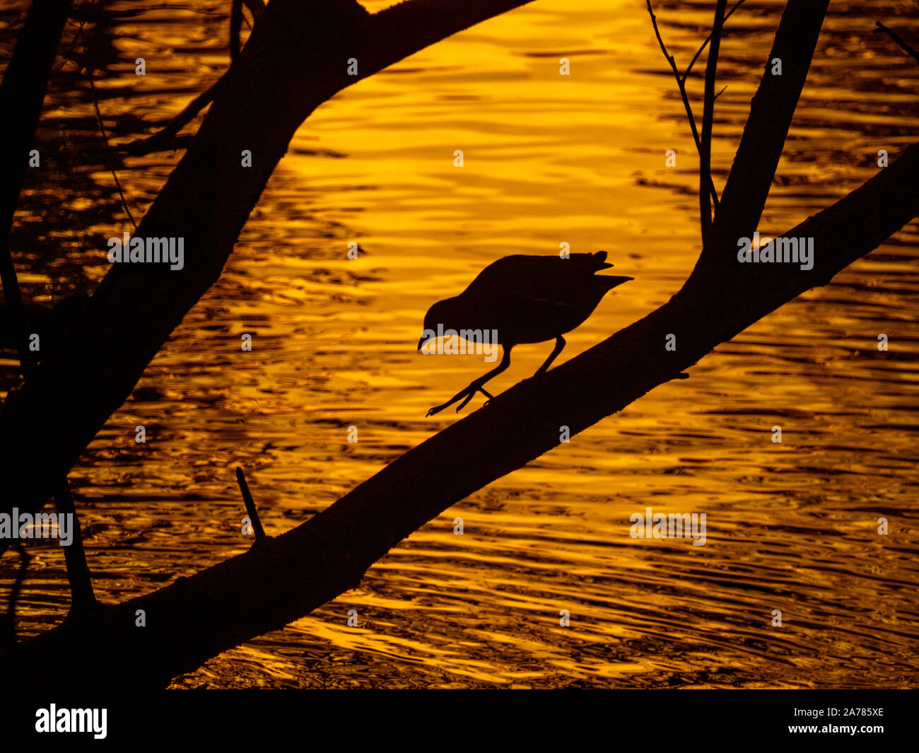 Moorhuhn Winter Gallinula chloropus Teil der Herde zu Roost Stockfoto