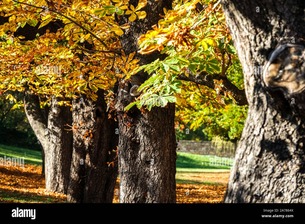 Rosskastanienbäume im bunten Herbst, Allee von alten Bäumen Herbstfarben Stockfoto