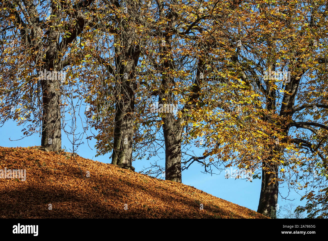 Rosskastanie Bäume in bunten warmen Herbst Stockfoto