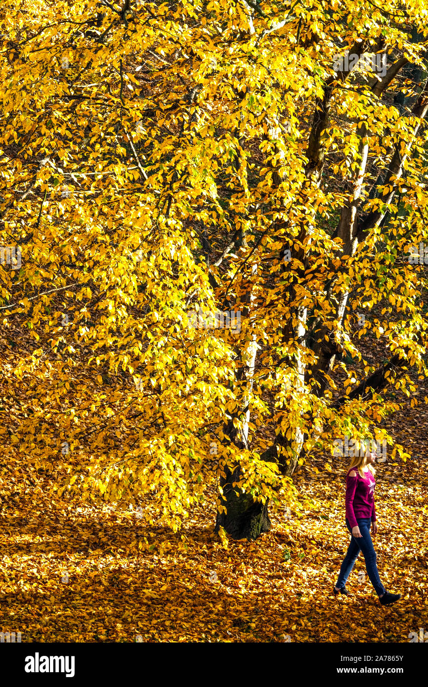 Frau unter gelben Blättern von Bäumen in bunten warmen Herbstfarben Stockfoto