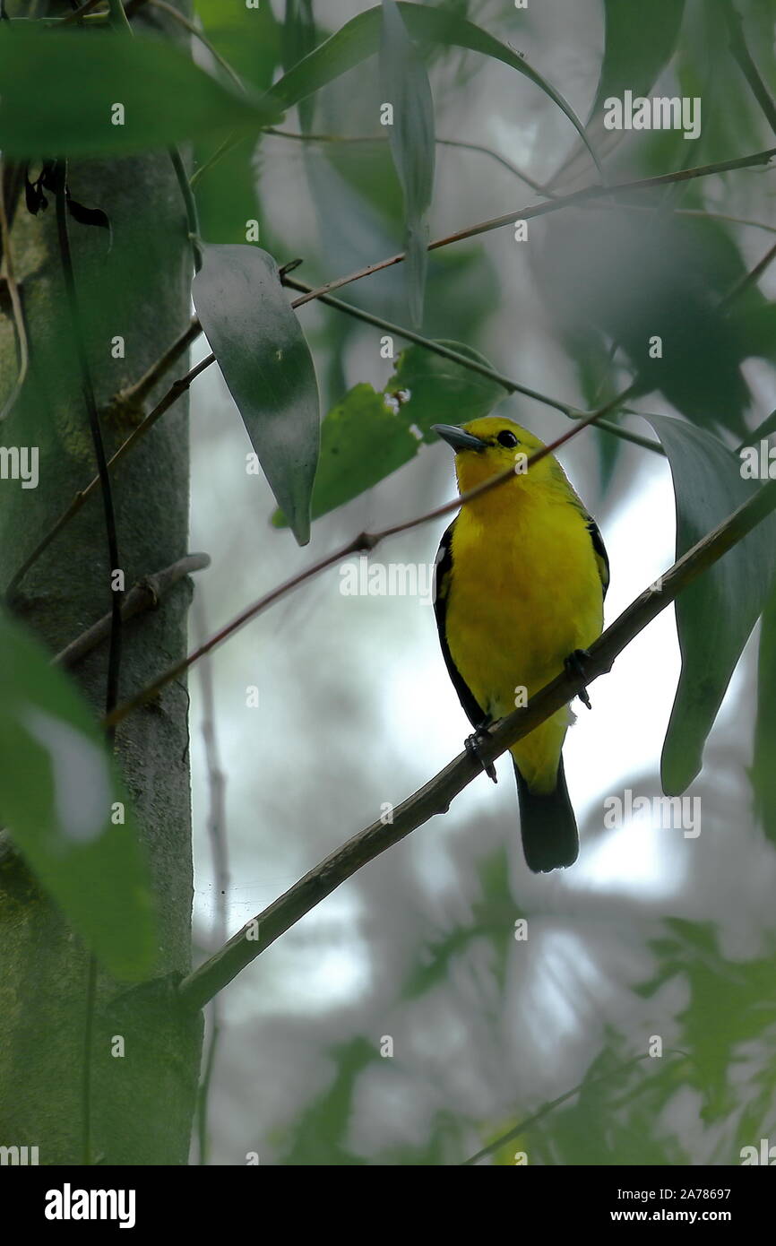 Gemeinsame iora (Aegithina tiphia) sitzt auf einem Ast in Sundarbans Delta region, West Bengalen in Indien Stockfoto