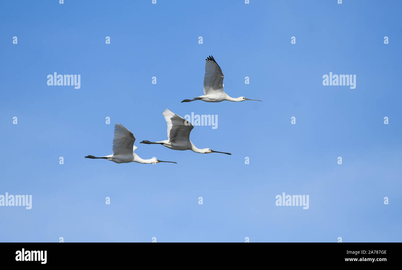 Gruppe von löffler im Flug Stockfoto