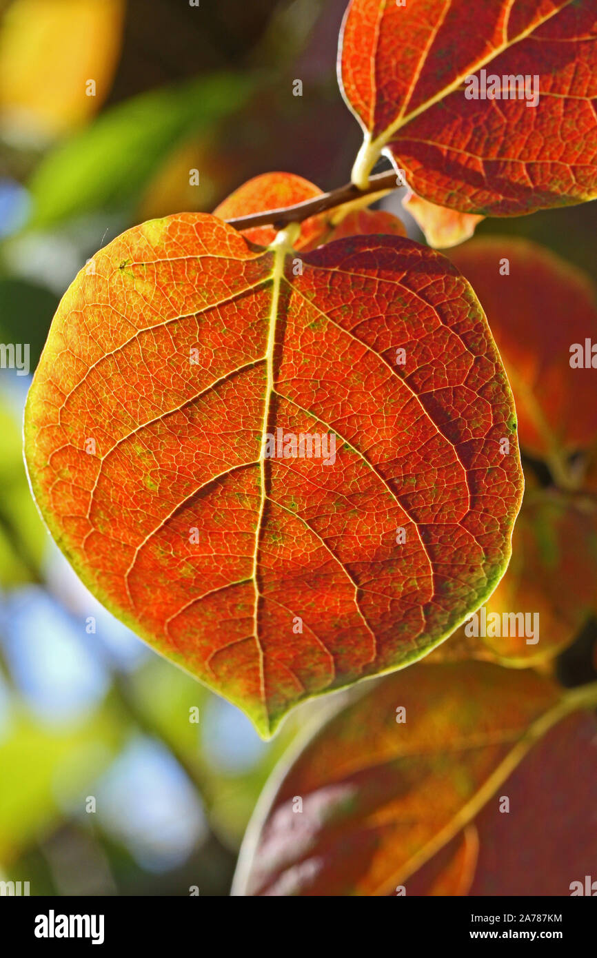 Persimone oder Blatt oder Kaki persimon Blatt diospyros kaki Familie ebenaceae Nahaufnahme im Herbst mit schönen Farben in Italien Stockfoto