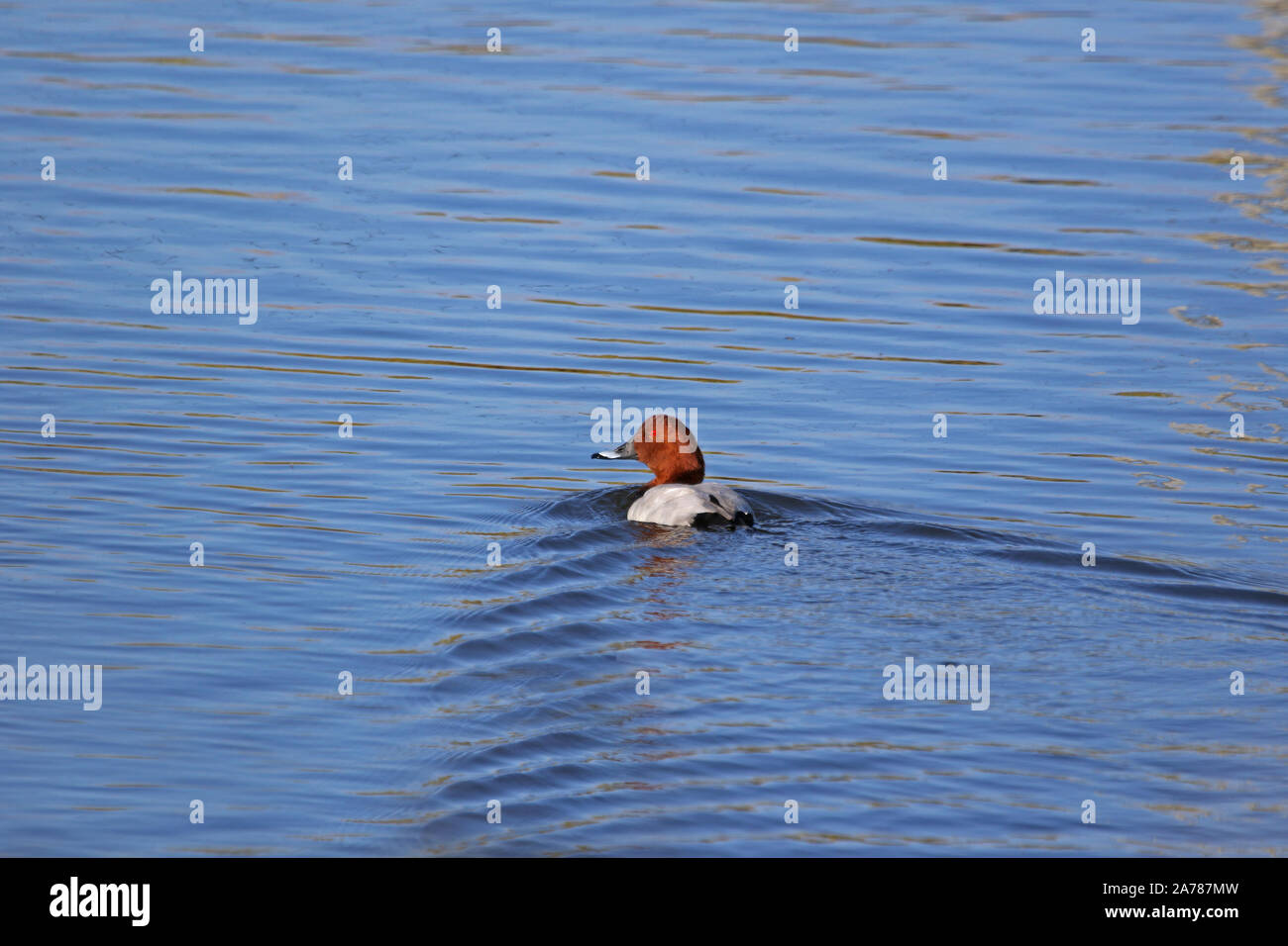 Männliche gemeinsame pochard Aythya ferina schließen bis Latin schwimmen in einem Naturschutzgebiet in Porto Potenza Picena in Italien Stockfoto