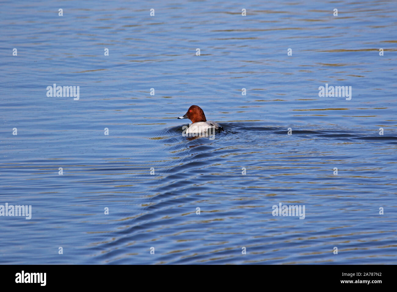 Männliche gemeinsame pochard Aythya ferina schließen bis Latin schwimmen in einem Naturschutzgebiet in Porto Potenza Picena in Italien Stockfoto