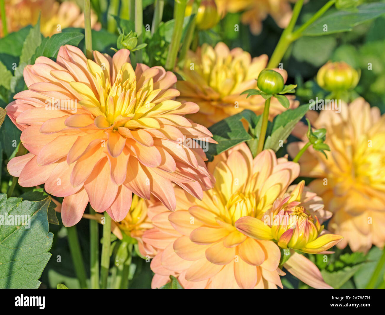 Blühende dahlien im garten Stockfoto