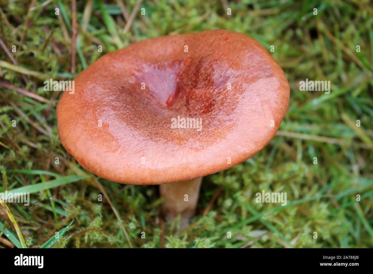 Rufous Milkcap Lactarius rufus Stockfoto