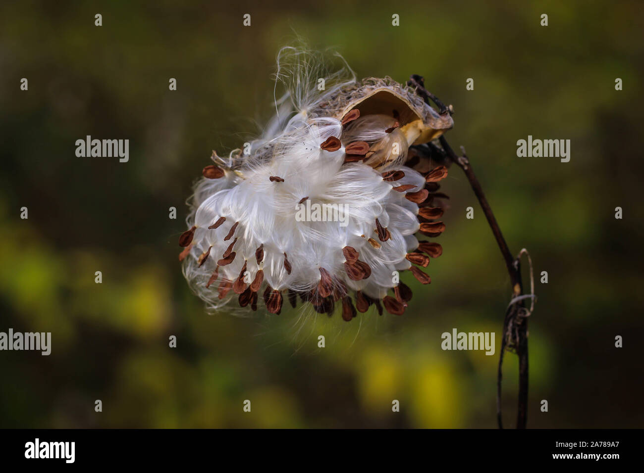 Flauschigen weißen behaarte Samen der Common milkweed/Asclepias syriaca, invasive Pflanze im Sand in Novi Sad in Serbien Stockfoto