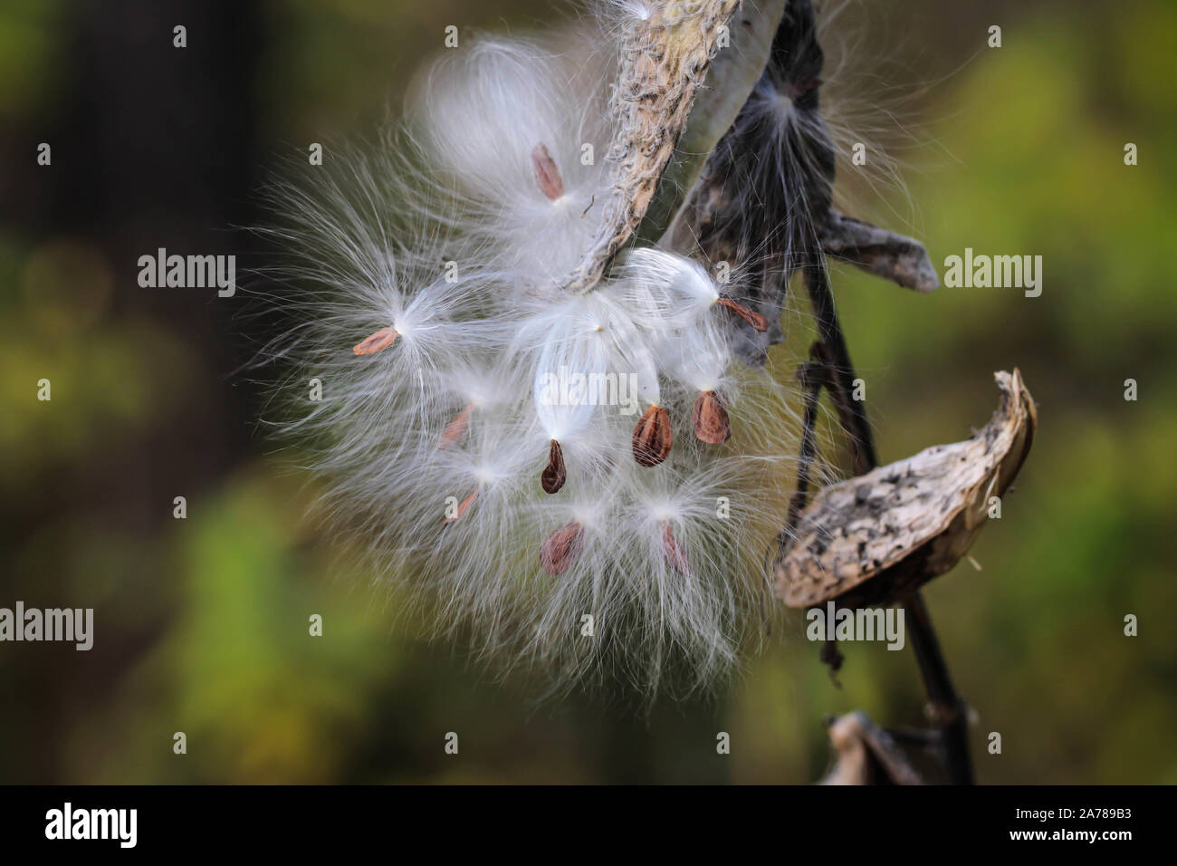 Flauschigen weißen behaarte Samen der Common milkweed/Asclepias syriaca, invasive Pflanze im Sand in Novi Sad in Serbien Stockfoto