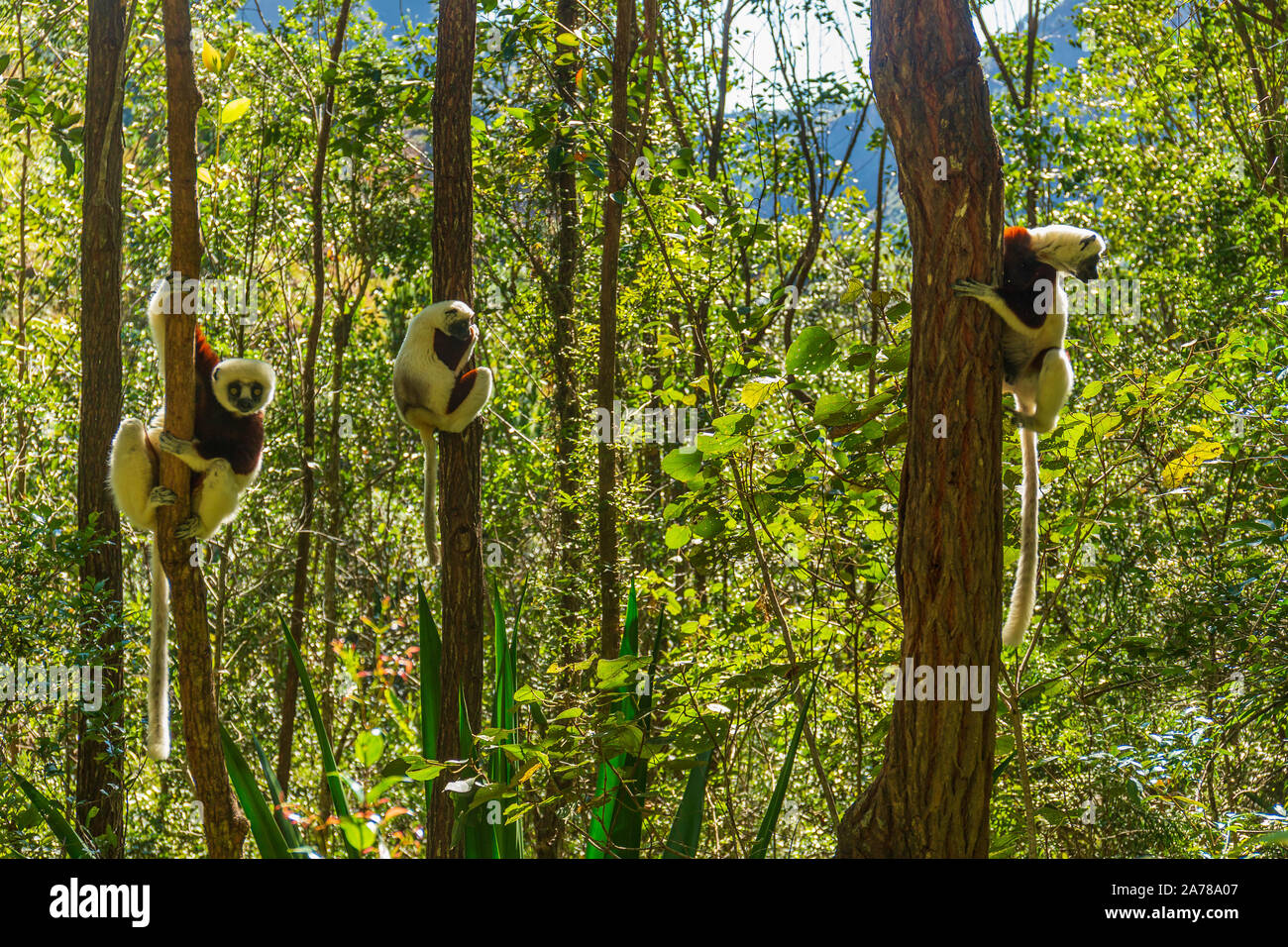 Drei Coquerel sifaka Holding auf einem Baum Stockfoto