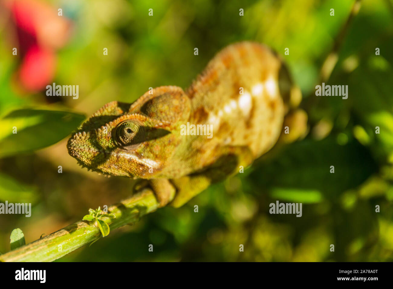 Endemisch auf Madagaskar Chameleon chillen auf einem Zweig Stockfoto