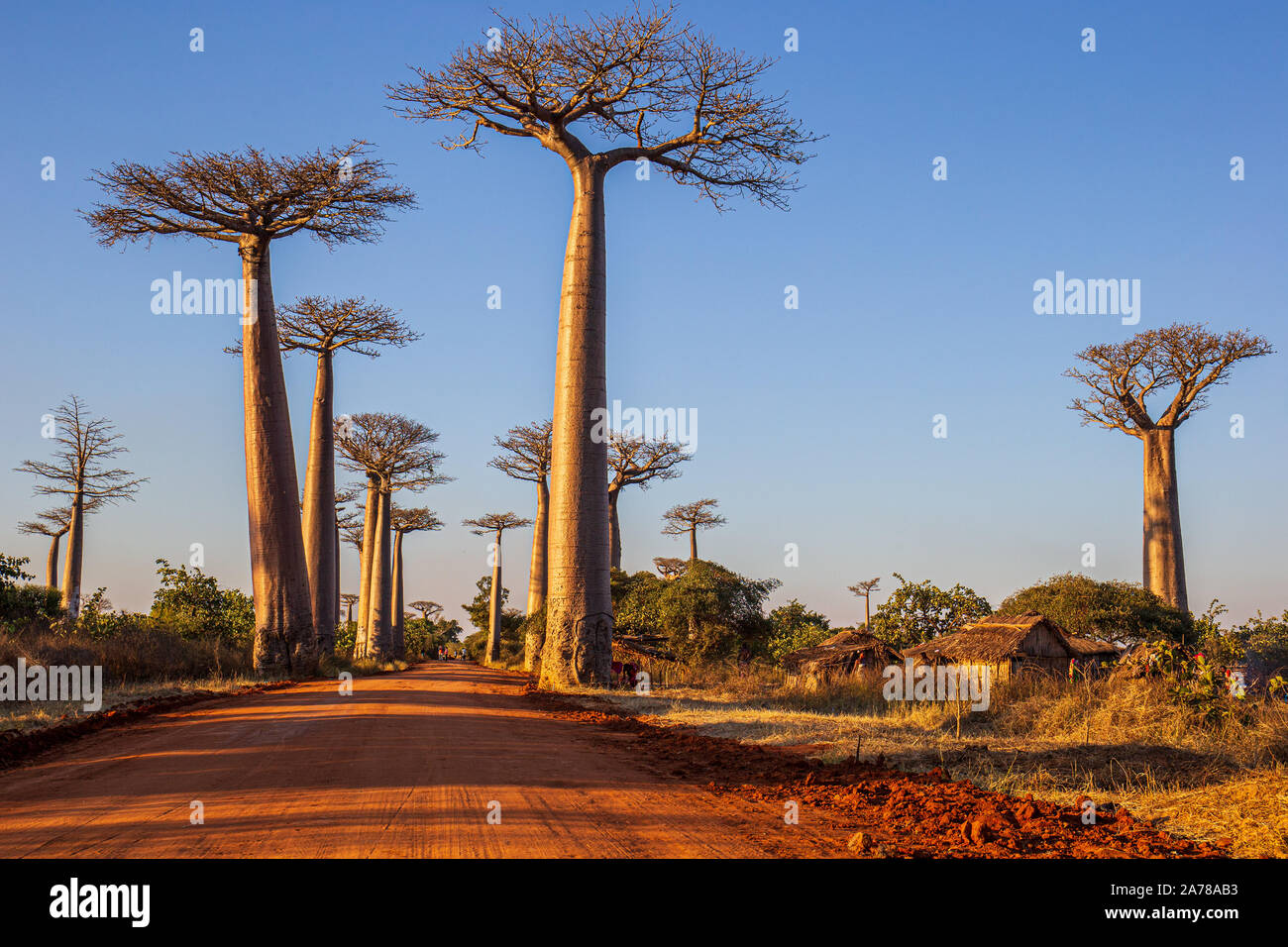 Die erstaunliche Baobab Allee in Madagaskar Stockfoto