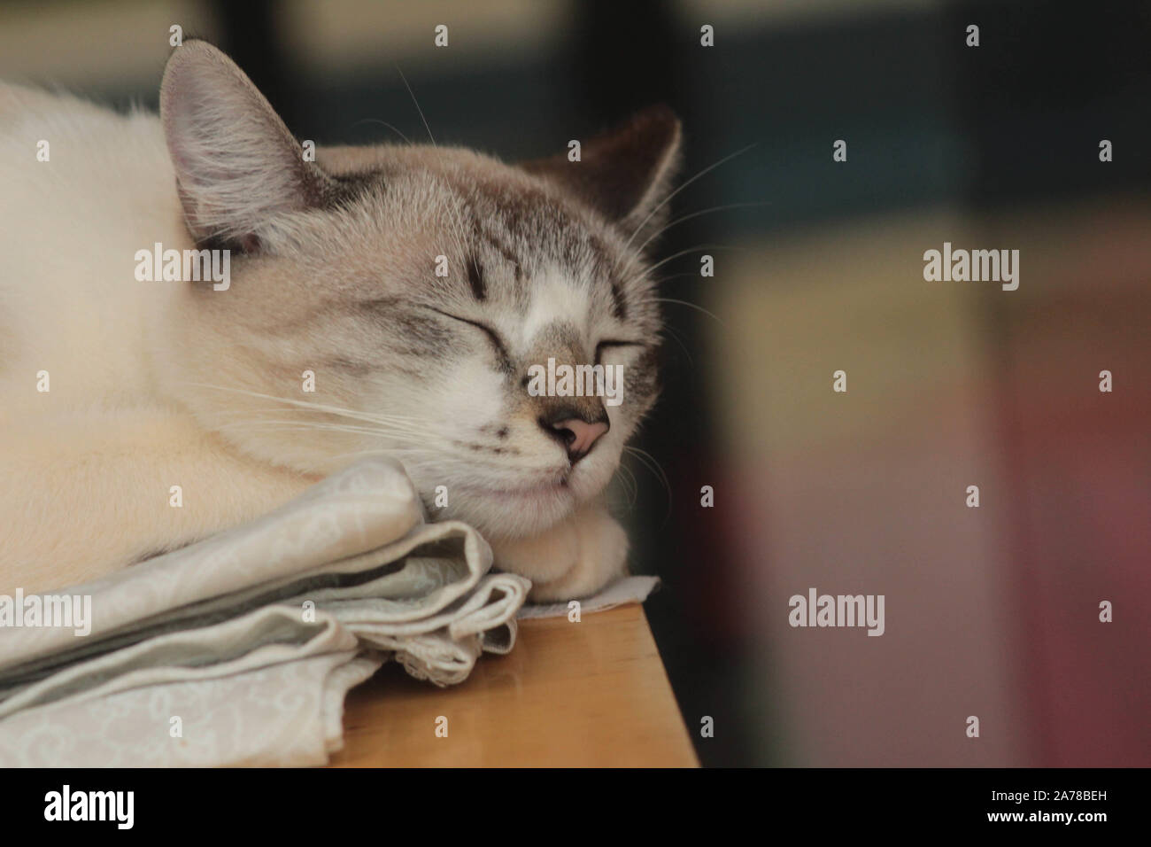 Katze schläft auf Holztisch, Trägheit, Porträt, feline alltägliche Szenen, ich liebe Katzen Stockfoto