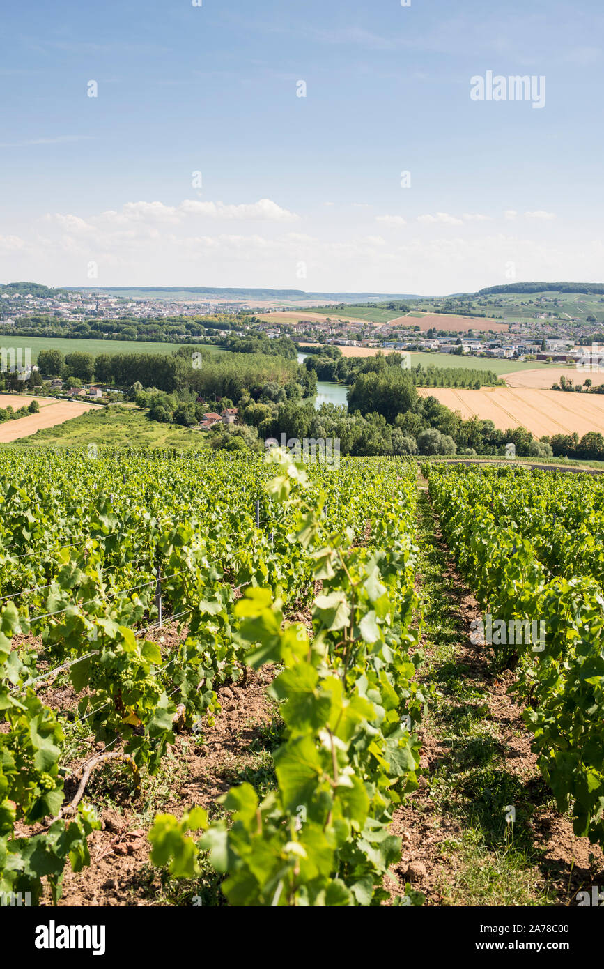 Weinberge, Region Champagne, Frankreich Stockfoto