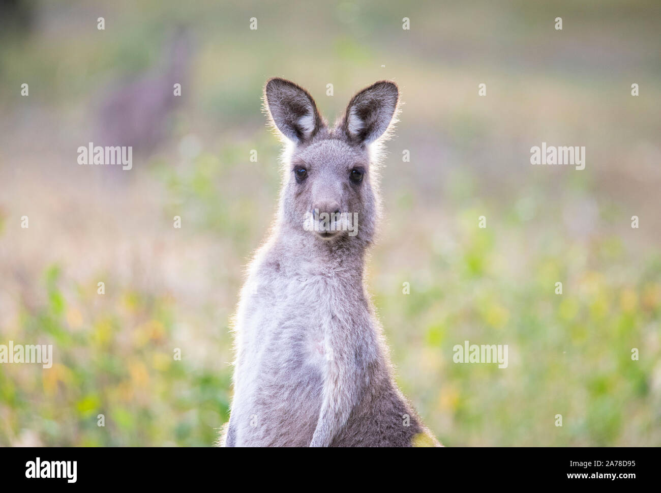 Östliche graue Känguru (Macropus Giganteus) Stockfoto