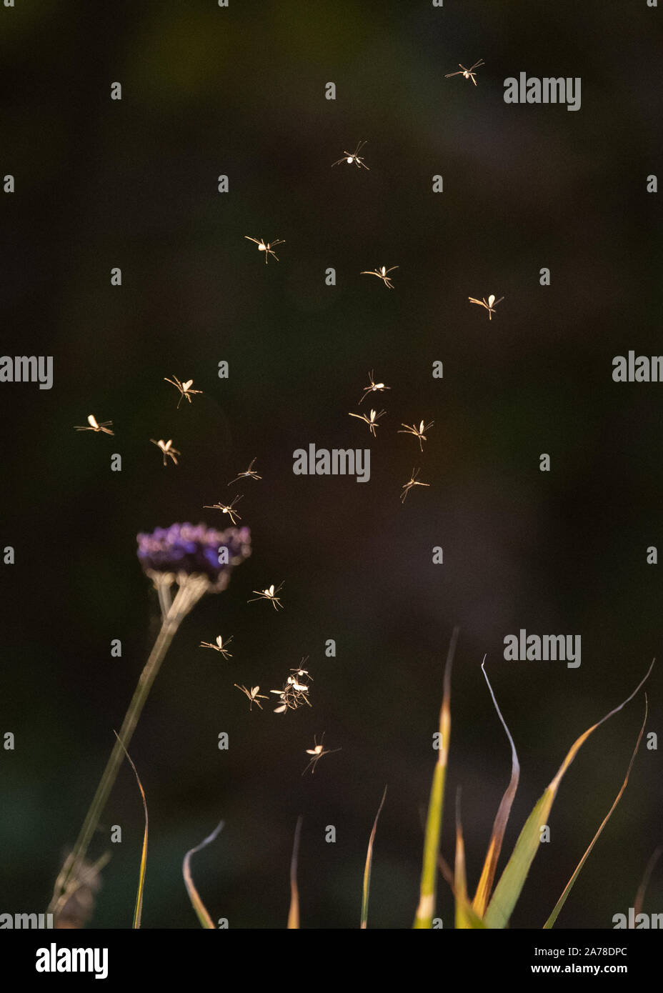 Mücken fliegen in der Dämmerung über Pflanzen im Herbst Garten, Schottland, Großbritannien Stockfoto