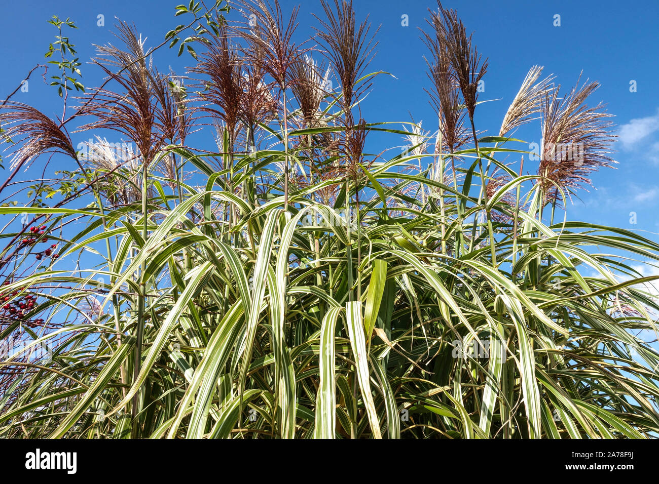 Miscanthus sinensis 'Kosmopolitischen' Stockfoto