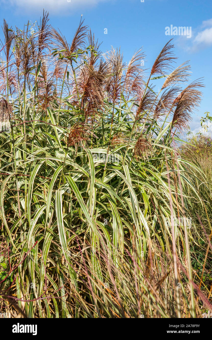 Miscanthus sinensis 'Kosmopolitischen' Stockfoto