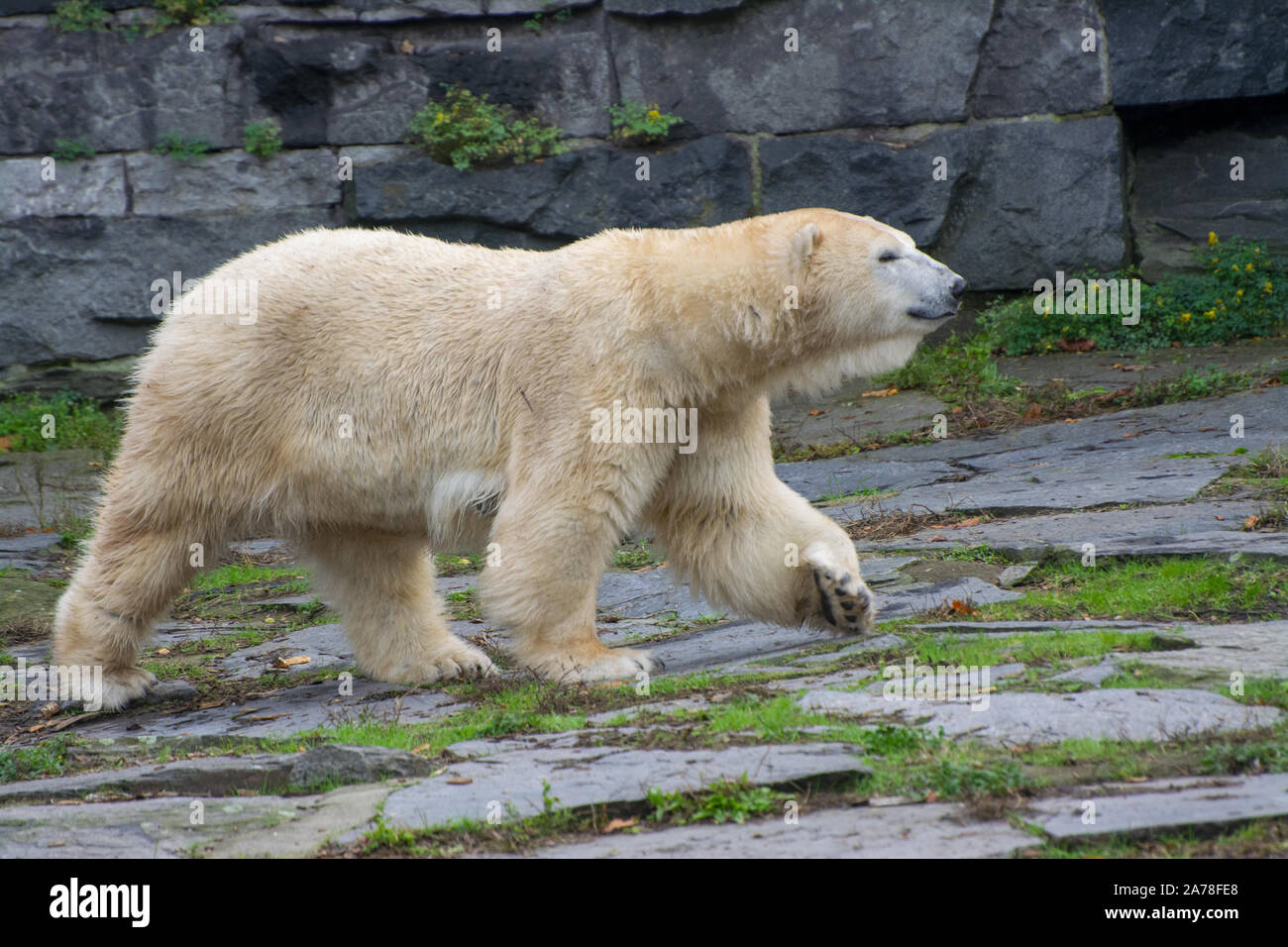 Ein Eisbär Spaziergänge auf den Felsen Stockfoto