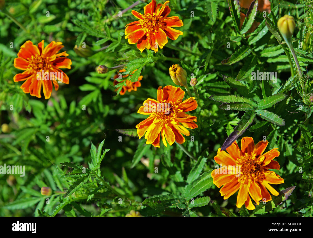 Tagetes erecta oder Aztec, afrikanische, mexikanische Ringelblume. Schöne orange Blumen in Blüte gefärbt. Stockfoto