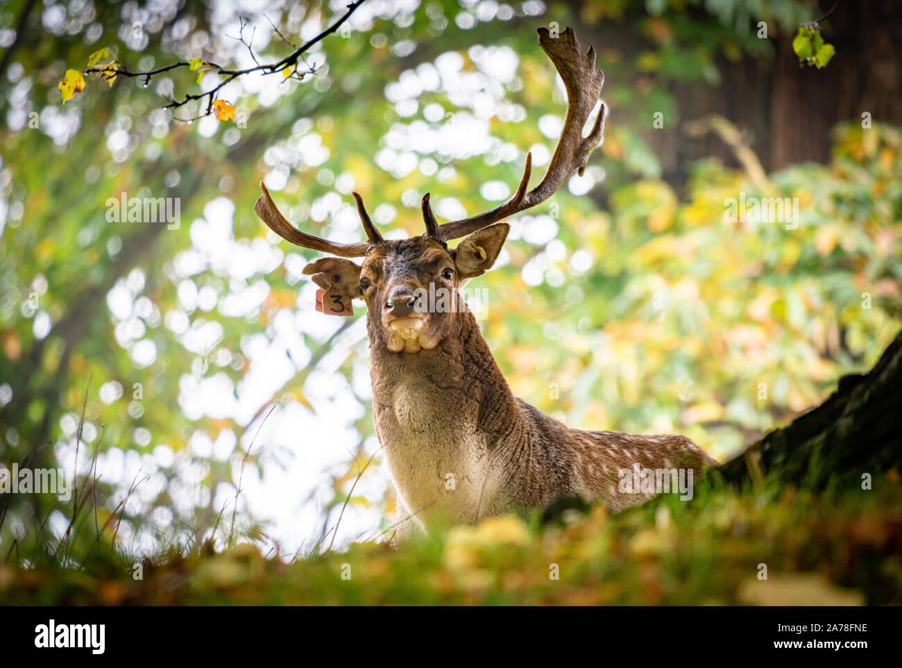 Einige wunderschöne Wildtiere in Yorkshire - Hirsche und Fasane Stockfoto