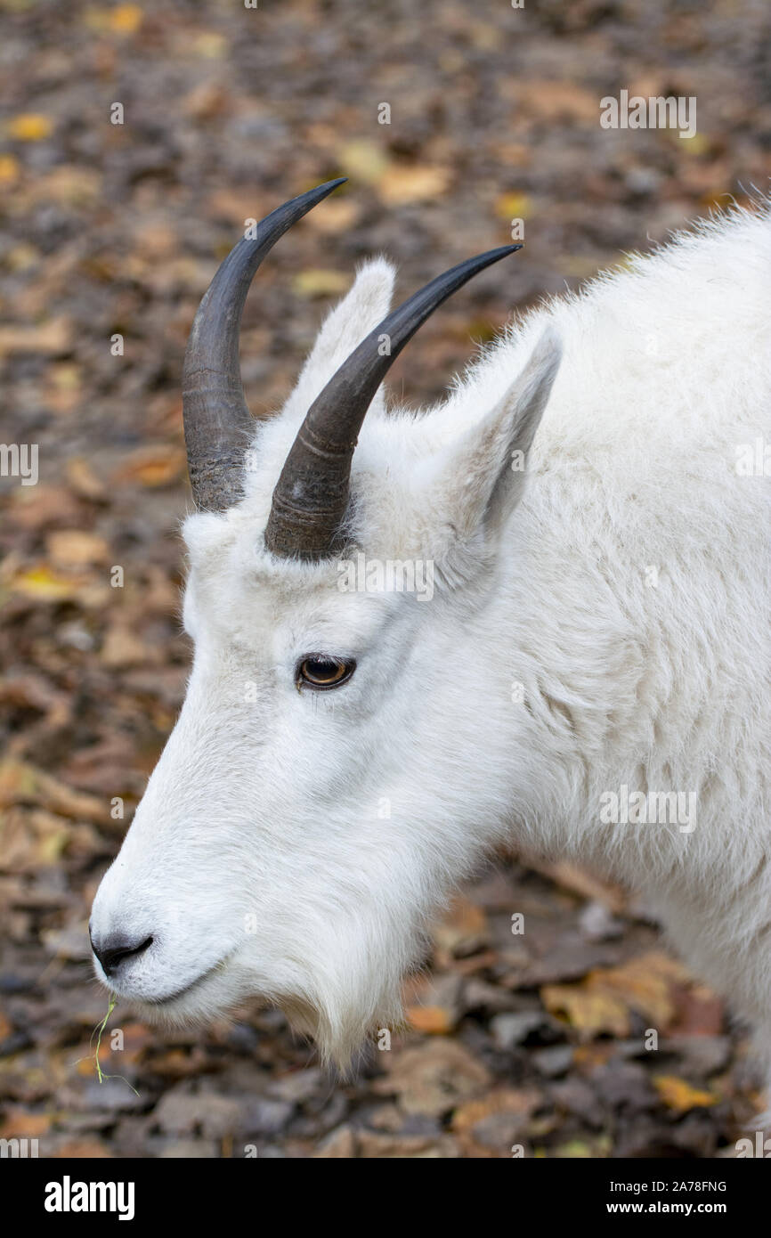 Porträt einer Rocky Mountain Goat Stockfoto