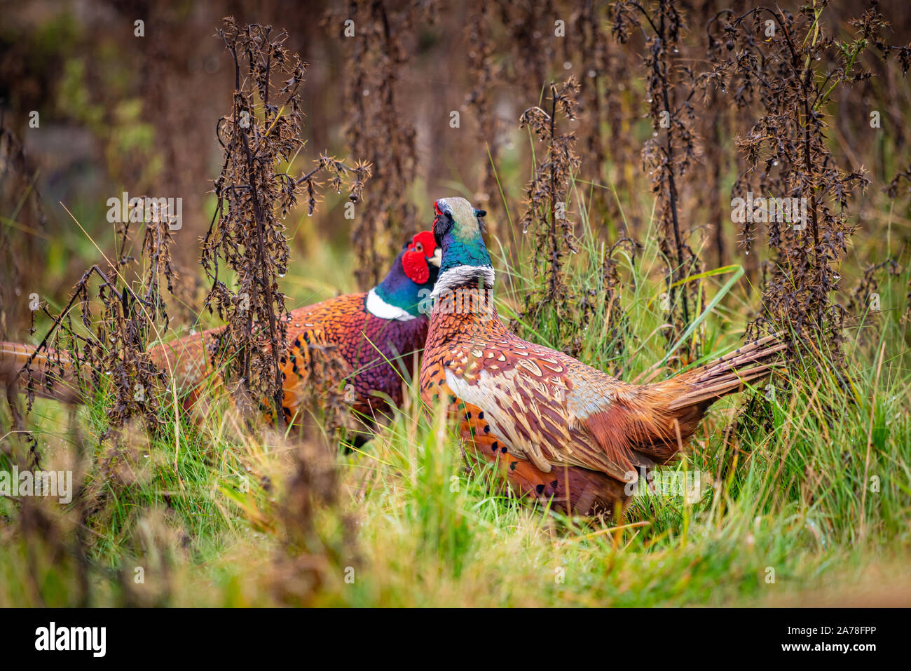 Einige wunderschöne Wildtiere in Yorkshire - Hirsche und Fasane Stockfoto