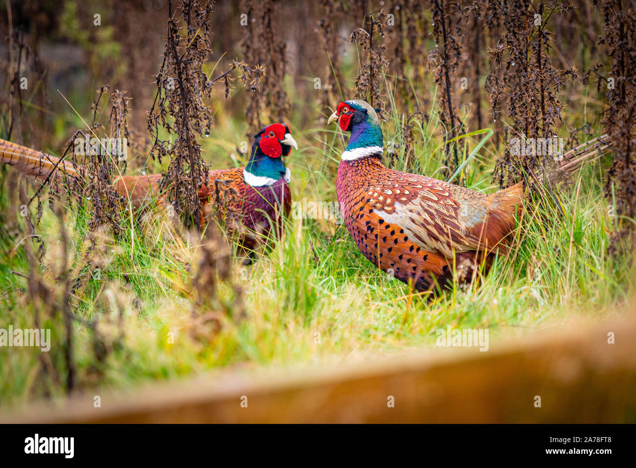 Einige wunderschöne Wildtiere in Yorkshire - Hirsche und Fasane Stockfoto