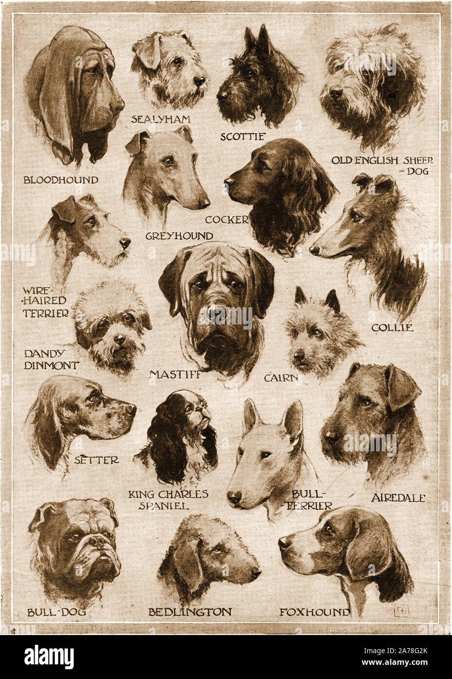 Ein 40er Magazin Abbildung mit verschiedenen Hunderassen. Stockfoto