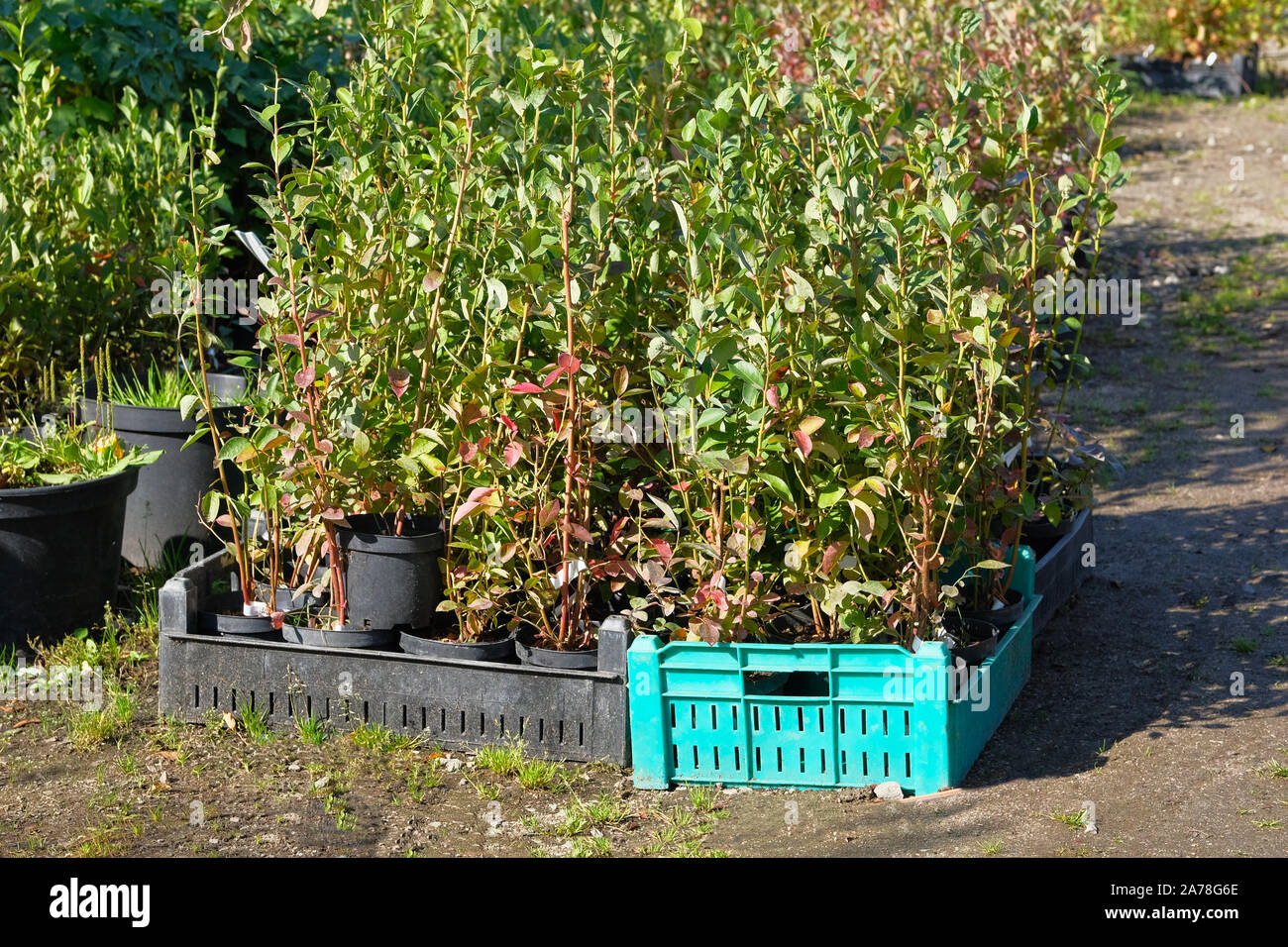 Garten Shop. Keimlinge von verschiedenen Sträuchern in Töpfen im Garten zu speichern. Kindergarten von grünen Pflanzen und Bäume für den Garten. Stockfoto