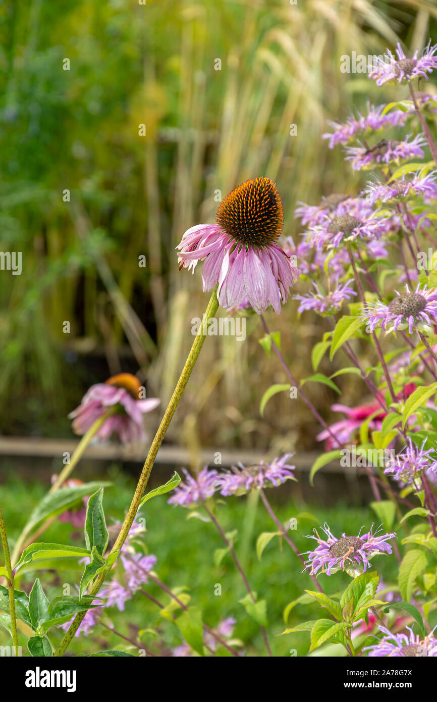 Echinacea purpurea Blume Nahaufnahme, Anfang Herbst Stockfoto