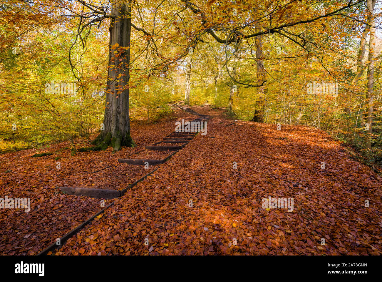 Herbst in Judy Holz, zwischen Bradford und Halifax, West Yorkshire, UK Stockfoto