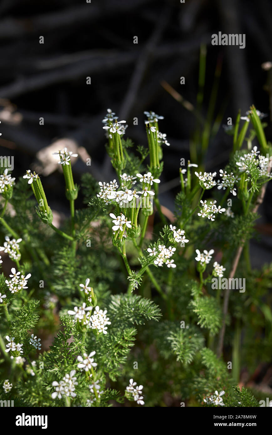 Scandix pecten-veneris mit weißen Blumen und Obst Stockfoto