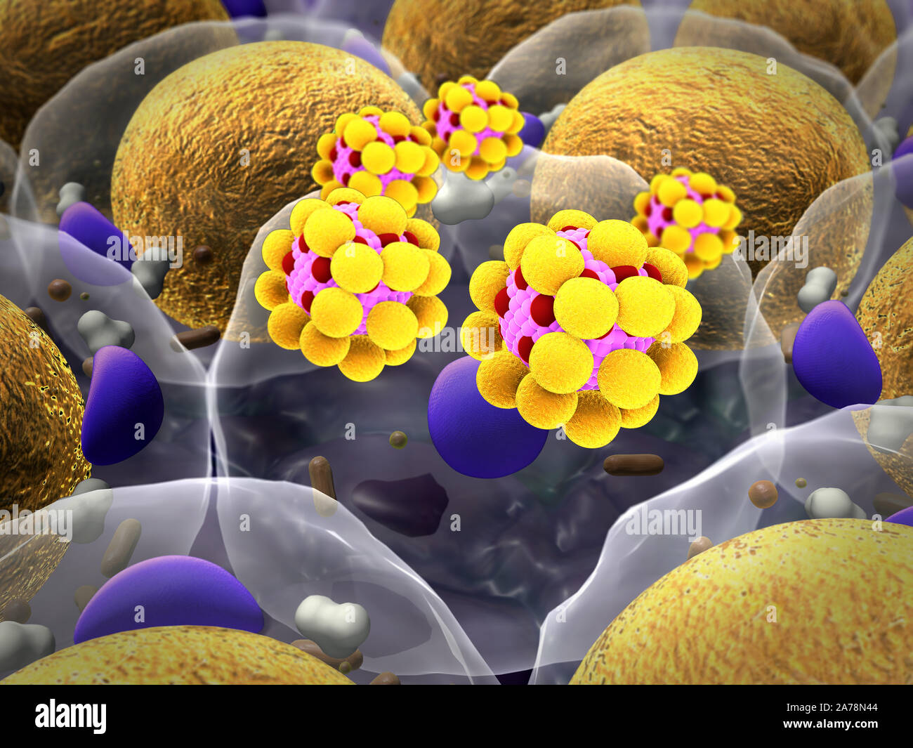 Bereich der Fettzellen, hochwertige 3D-Render von Fettzellen, Cholesterin in den Zellen, Feld von Zellen Stockfoto