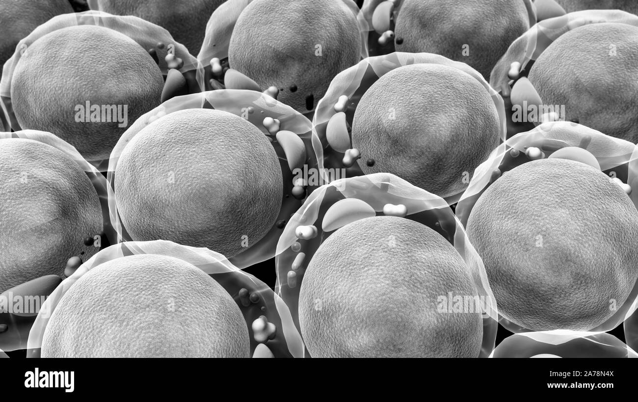 Fettzelle, hochwertige 3D-Render von Fettzellen, Cholesterin in den Zellen Stockfoto
