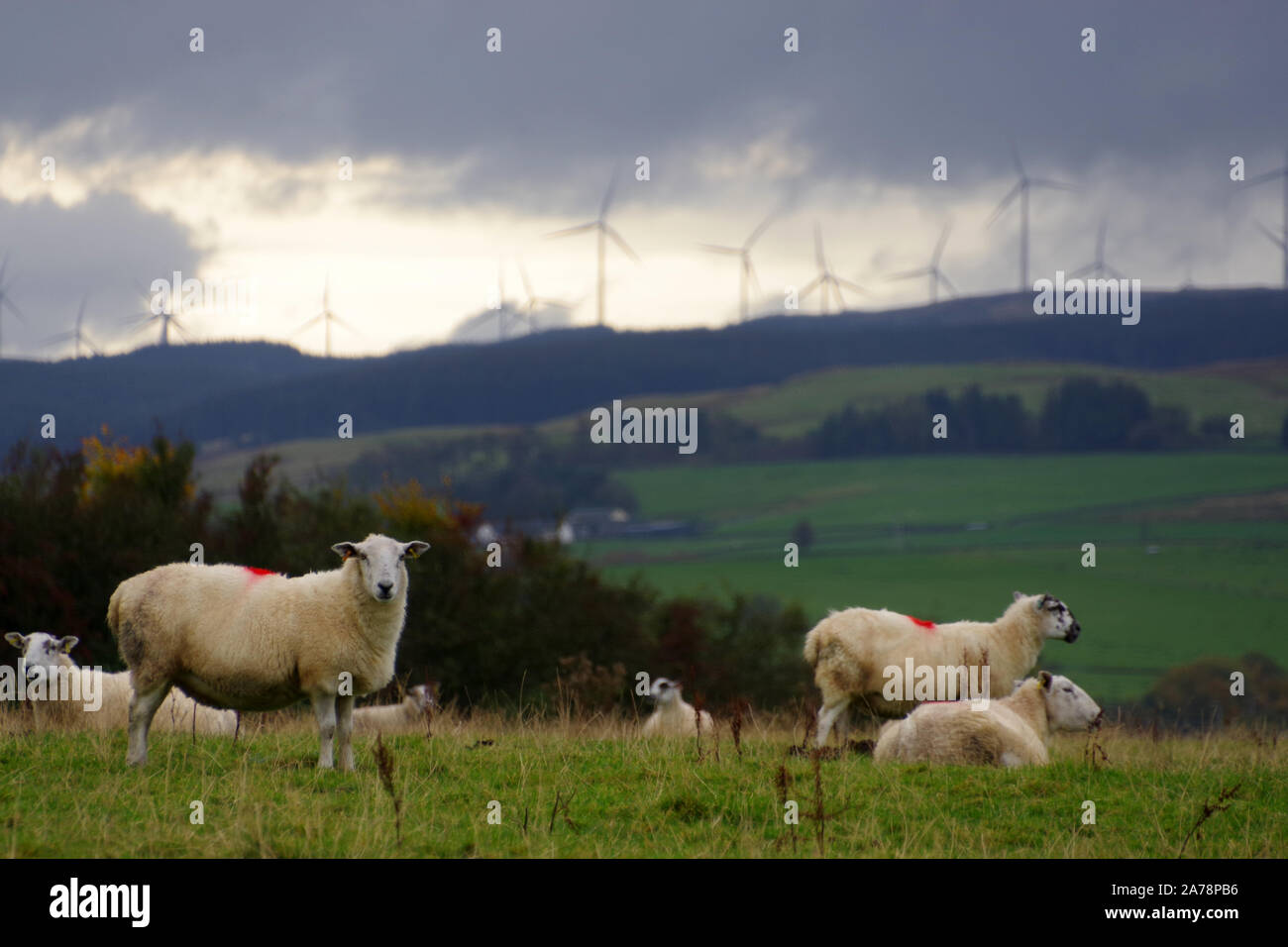 Schafe auf der Ayrshire Hügel im Neuen Cummnoch, neben dem Lochside House Hotel, mit der Windpark im Hintergrund Stockfoto