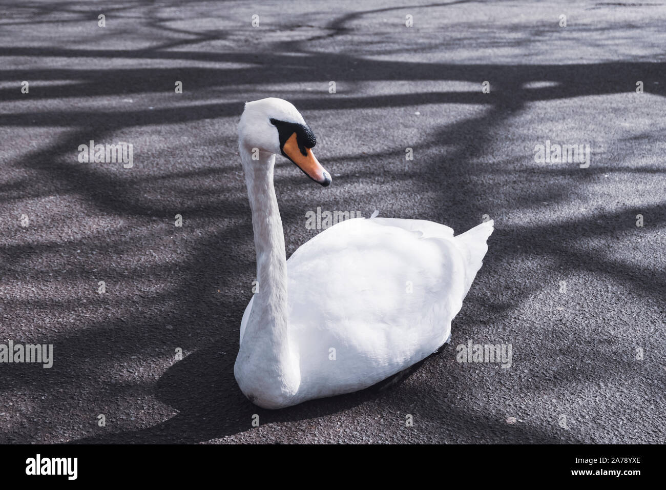 Schwan auf dem Bürgersteig im Regent's Park, London sitzen, an einem sonnigen Nachmittag. Stockfoto