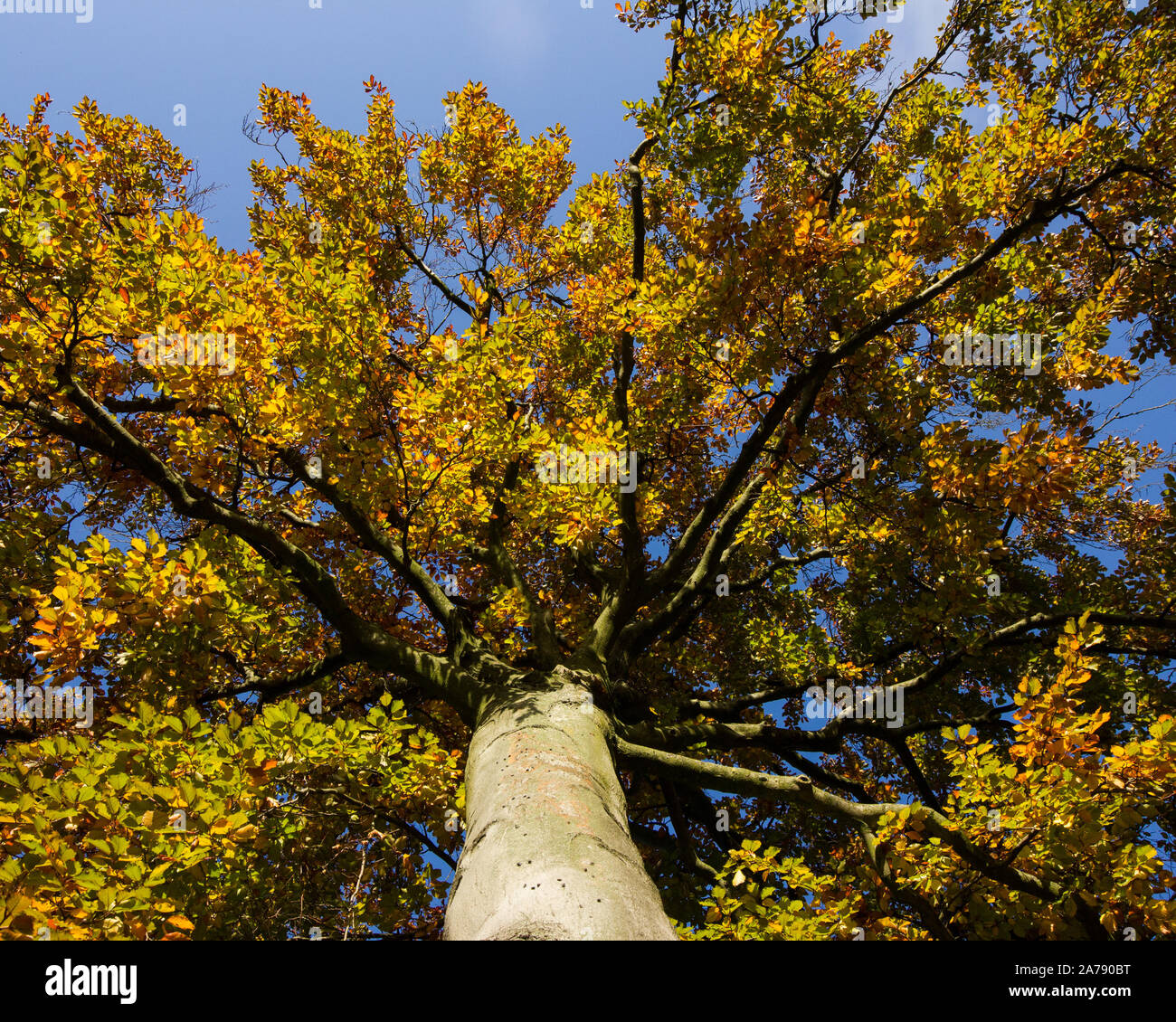 Blätter im Herbst bei Whitworth Park im Darley Dale, Derbyshire Stockfoto