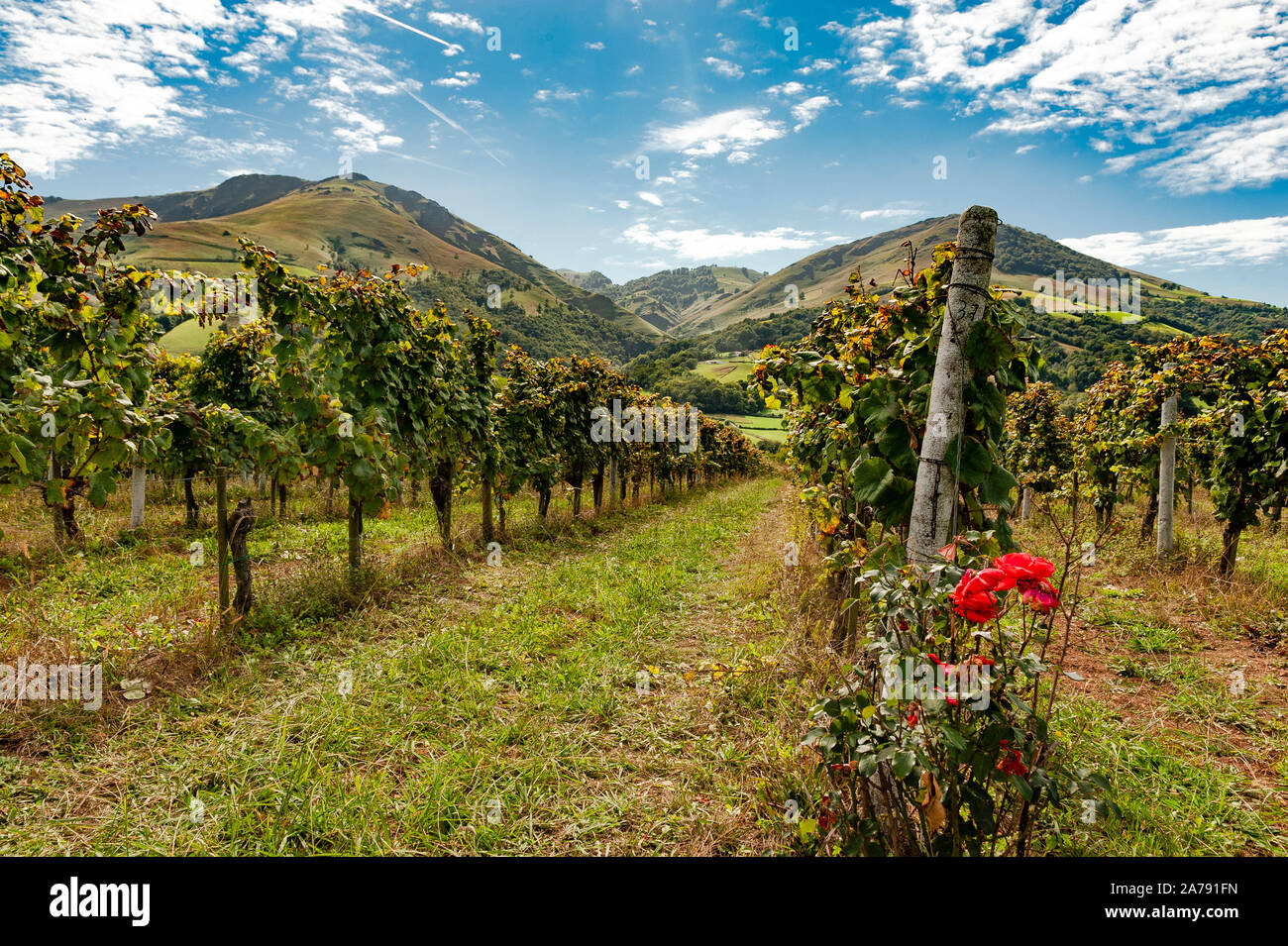 AOC Weingut Irouléguy mit Blick auf die Pyrenäen des Pays Basque, Irouléguy, Frankreich Stockfoto