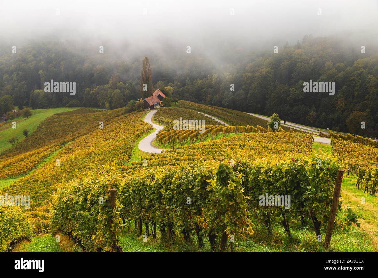 Herbst Landschaft der berühmten slowenischen und österreichischen Herzform Weinstraße zwischen Weinbergen in Slowenien, in der Nähe von Maribor Stockfoto
