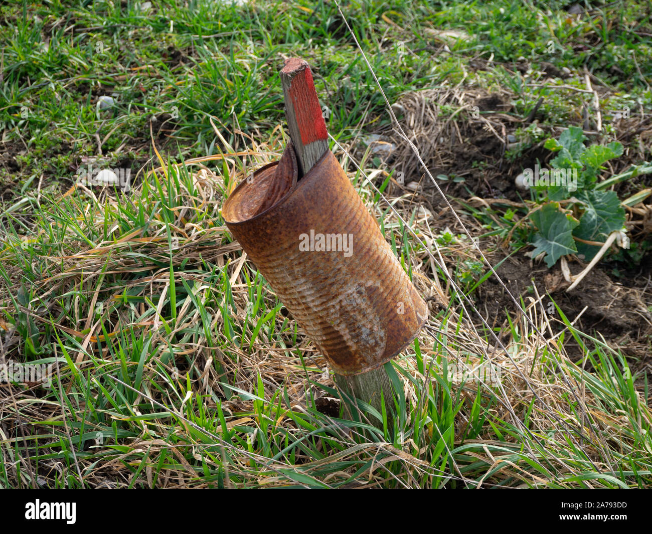 Alte kann auf einem Stick in das Feld Stockfoto