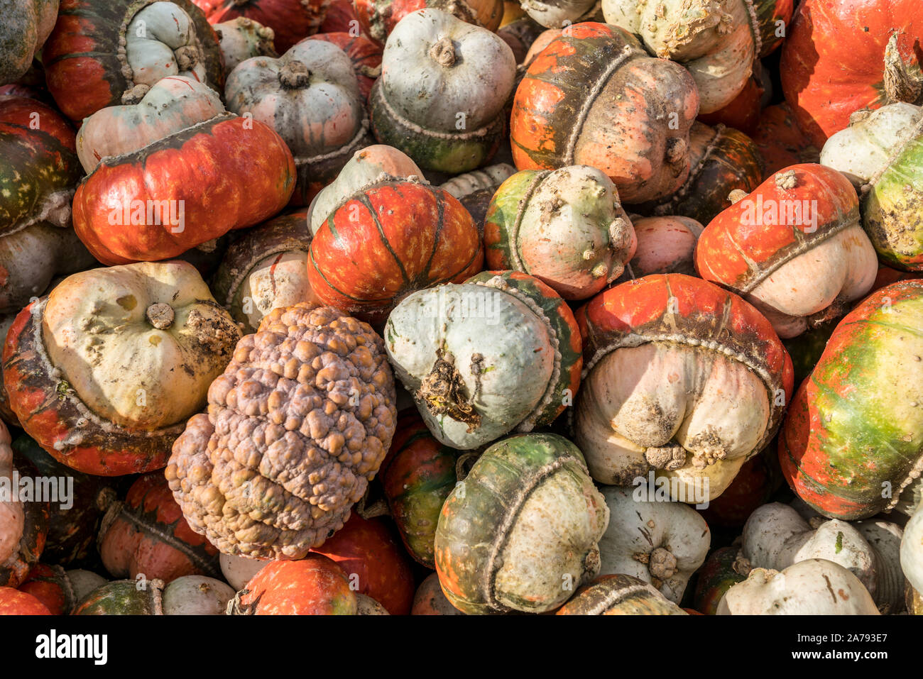 Pumkin Festival, Klaistow, Brandenburg | Kürbisausstellung auf dem spargelhof Klaistow, Erlebnisbauerhof, Potsdam-Mittelmark Stockfoto