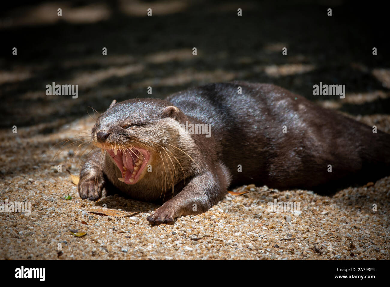 Asiatische Small kratzte Otter Knurrenden wütend an der Singapoe Zoo Stockfoto